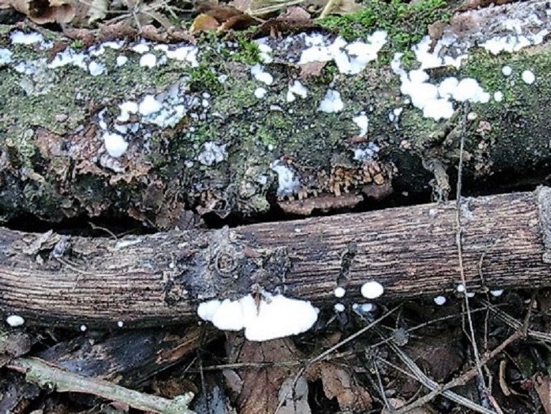 87 Da determinare bosco misto di latifoglia lignicolo 580 mt s.l.m